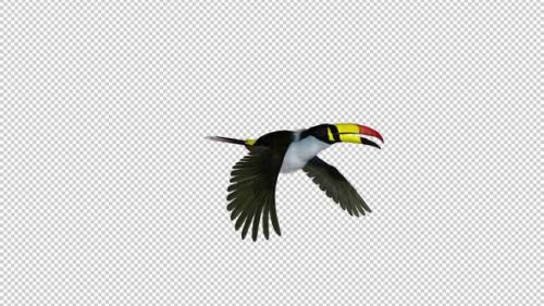 Videohive - Mountain Toucan - Flying Transition 3 - Alpha Channel - 35608688