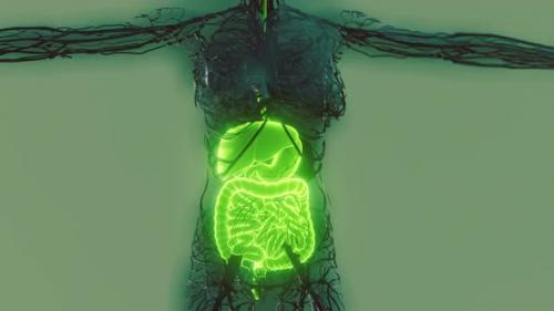 Videohive - Transparent Human Body with Visible Digestive System - 35579852