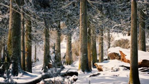 Videohive - Frosty Winter Landscape in Snowy Forest - 35762925