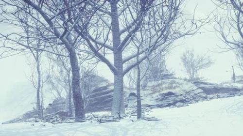 Videohive - Winter Deciduous Forest on a Foggy Morning - 35762946