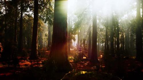 Videohive - Giant Sequoias in the Giant Forest Grove in the Sequoia National Park - 35763019