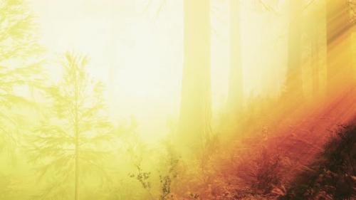 Videohive - Deep in the Forest on a Misty Morning - 35763862