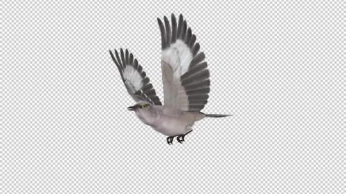 Videohive - American Mockingbird - Flying Loop - SIde Angle View - Alpha Channel - 35831223