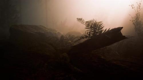 Videohive - Deep in the Forest on a Misty Morning - 35817341