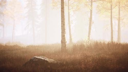 Videohive - Fresh Early Morning Mist in the Forest It Sunrise - 35817466