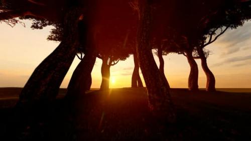 Videohive - Sunset View and Dense Trees - 35804223