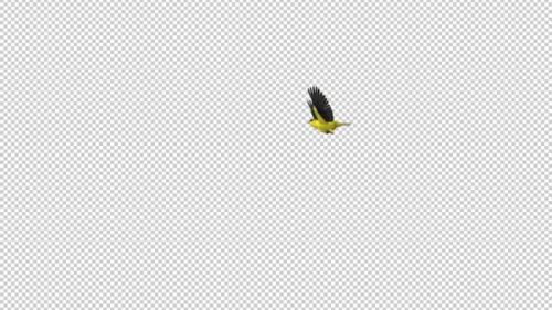 Videohive - American Goldfinch - Bird Flying Around Screen - Transparent Loop - 35880990