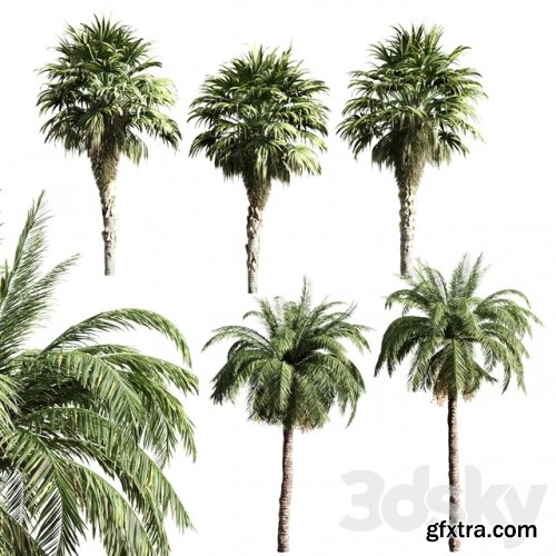 Set of Palms