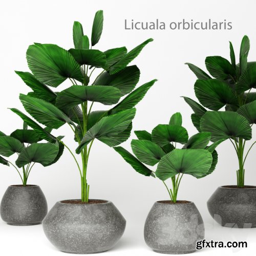 Licuala orbicularis 2