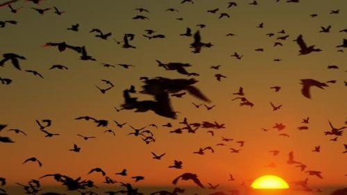 Videohive - Sunset and Flock of Birds - 35981353