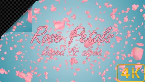 Videohive - Valentines Day Pink Rose Petals - 36041054