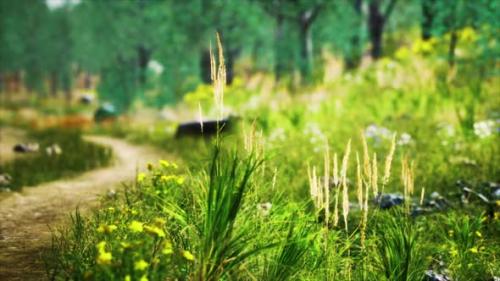 Videohive - Grass Field and Forest Trees - 36102643