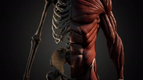 Videohive - Muscular and Skeletal System of Human Body - 36083003