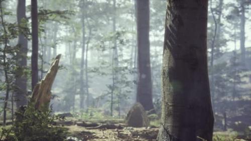 Videohive - Foggy Forest with Soft Sun Light - 36336210