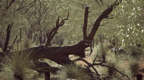 Videohive - Australian Bush with Trees on Red Sand - 36336979