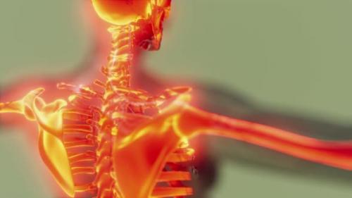 Videohive - Transparent Human Body with Visible Skeletal Bones - 36343553