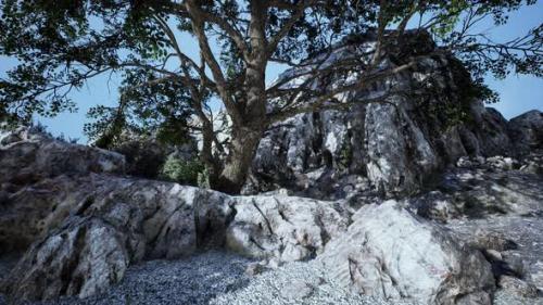 Videohive - Big Tree with Rock Formations on the Mountainside - 36390223