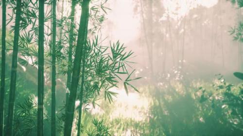 Videohive - Bamboo Trunks and Sunlight Shines Through the Walls of the Plant and Fog - 36390590