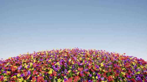 Videohive - Round Field of Color Flowers Blue Sky Colorful Landscape Nature - 36318346