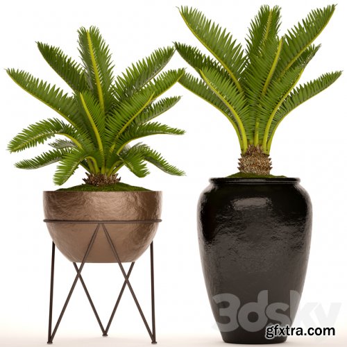 A collection of plants in pots. 54 Cycas