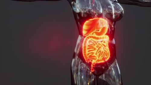 Videohive - Anatomy of Human Body with Digestive System - 36404910