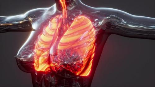 Videohive - Hologram of Inflamed Lungs in the Human Body - 36404936