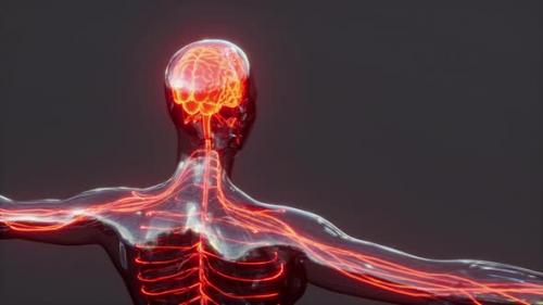 Videohive - Spinal Cord Nerve Energy Impulses Into Brain - 36404957