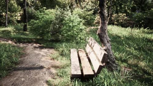 Videohive - Bench in the Summer Park with Old Trees and Footpath - 36405006