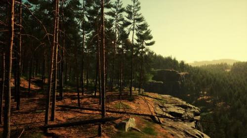 Videohive - Pine Forest on the Mountainside - 36405094
