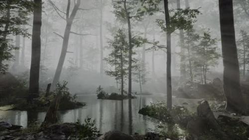 Videohive - Sun Light in the Fairy Foggy Forest - 36390484
