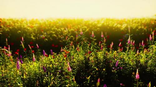 Videohive - Flowers on the Mountain Field During Sunrise in the Summer Time - 36390503