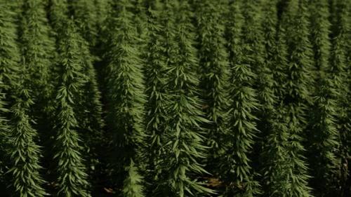 Videohive - Green Canabis on Marihuana Field Farm - 36390564