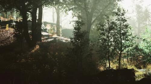 Videohive - Beautiful Summer Morning in the Forest Hyperlapse - 36456744