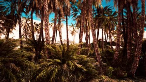 Videohive - Palm Trees and the Sand Dunes in Oasis - 36459484