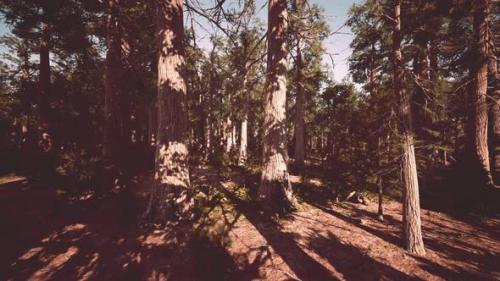 Videohive - Giant Sequoias Forest of Sequoia National Park in California Mountains - 36426415