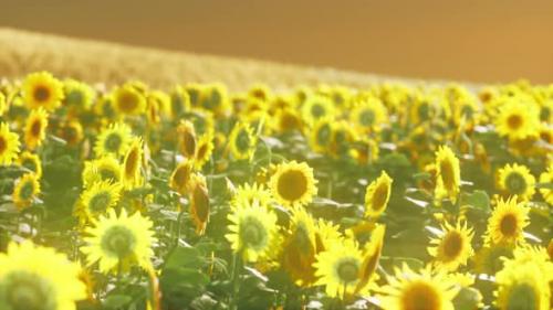 Videohive - Sunflower Field Bathed in Golden Light of the Setting Sun - 36553954