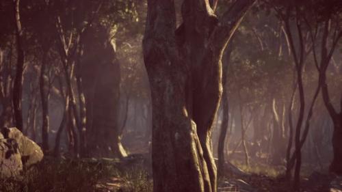 Videohive - Misty Morning in the Woods with Rays of Light in the Forest - 36553972