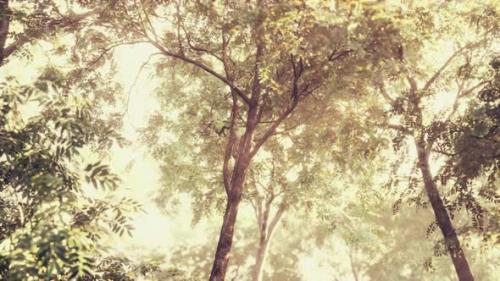 Videohive - Late Summer Sunlight Breaking Through the Trees - 36554042