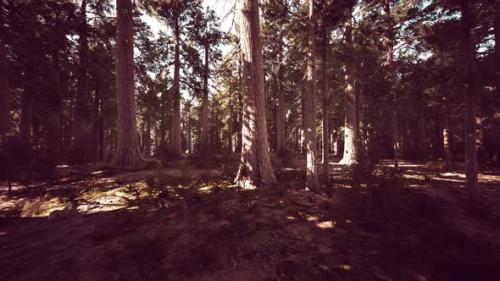 Videohive - Giant Sequoias Trees or Sierran Redwood Growing in the Forest - 36554059