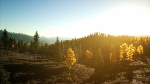 Videohive - Aerial View of the Beautiful Autumn Forest at Sunset with Green Pine Trees - 36632711