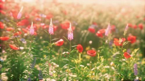 Videohive - View of Beautiful Cosmos Flower Field in Sunset Time - 36632725