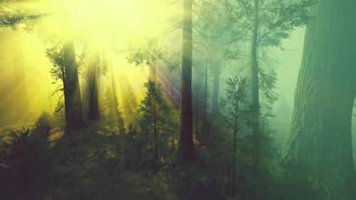 Videohive - Morning Fog in the Giant Sequoias Forest - 36662361