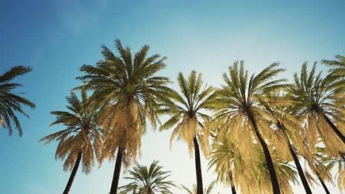 Videohive - View of the Palm Trees Passing By Under Blue Skies - 36662438