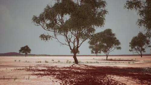 Videohive - Dry African Savannah with Trees - 36662961