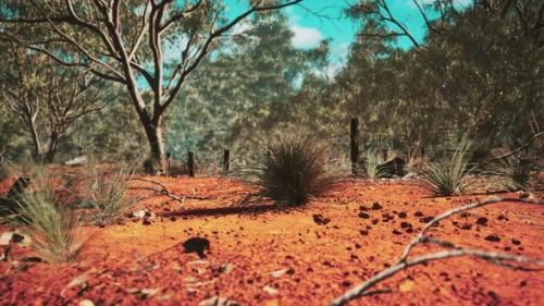 Videohive - Australian Bush with Trees on Red Sand - 36633607