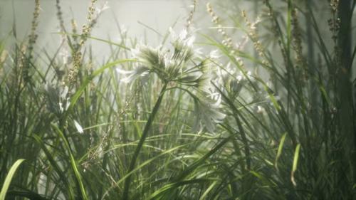 Videohive - Grass Flower Field with Soft Sunlight for Background - 36739164
