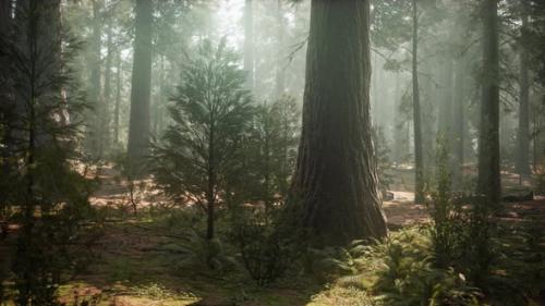 Videohive - Sunrise in the Sequoias General Grant Grove Sequoia National Park - 36739170