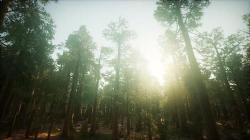 Videohive - Redwood Forest Foggy Sunset Scenery - 36739205