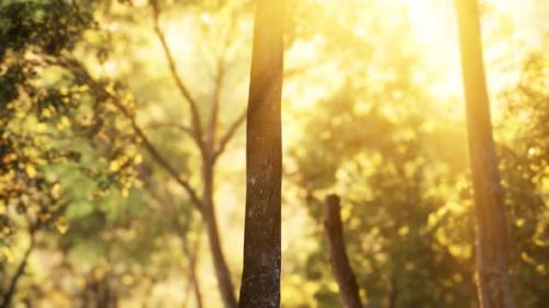 Videohive - Larch Forest with Sunlight and Shadows at Sunrise - 36739233