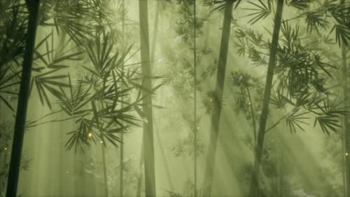 Videohive - Asian Bamboo Forest with Morning Fog Weather - 36739329